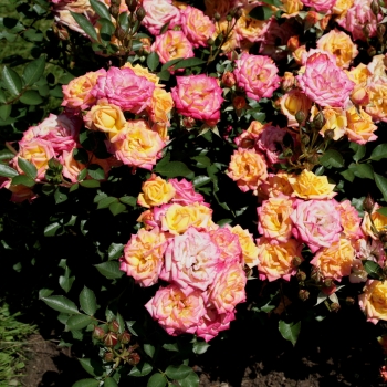 Rosa - hybride - Little Sunset® - Korlutmag